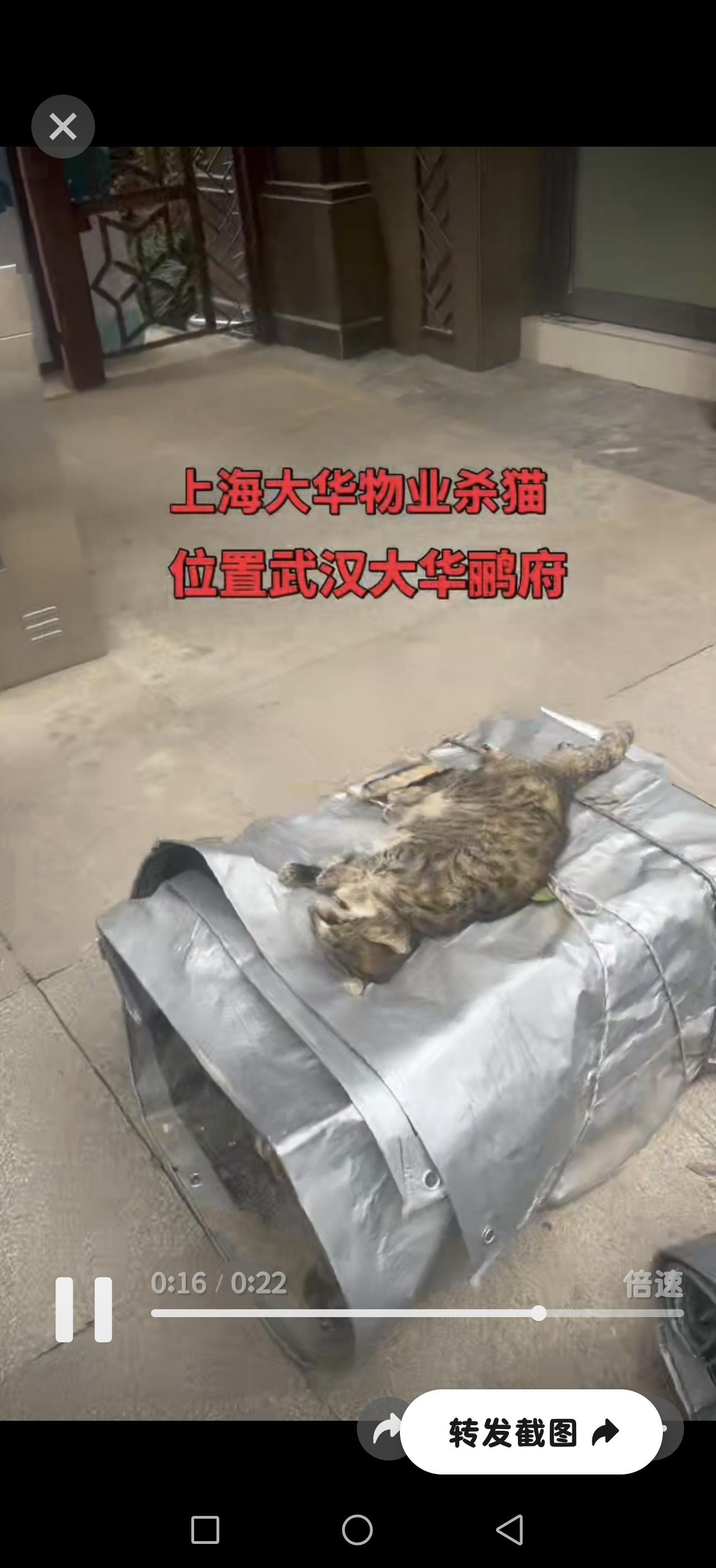 🚨 震惊！愤怒！小区流浪猫被物业蓄意毒杀！

本应是团圆的日子，却发生了一件极