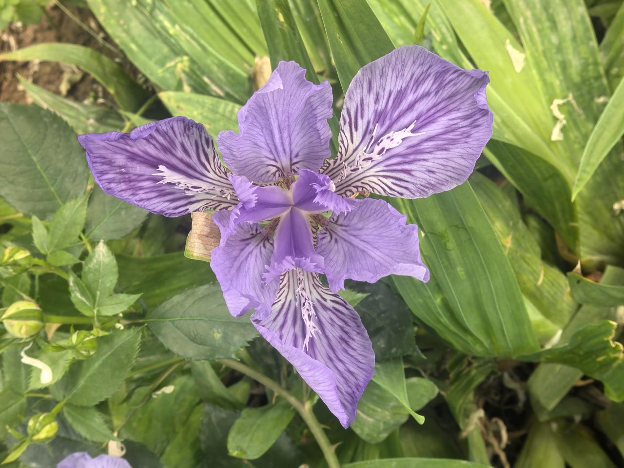 紫花鸢尾‌

[玫瑰][心][玫瑰]

春天里，紫花鸢尾简直是大自然的神来之笔。