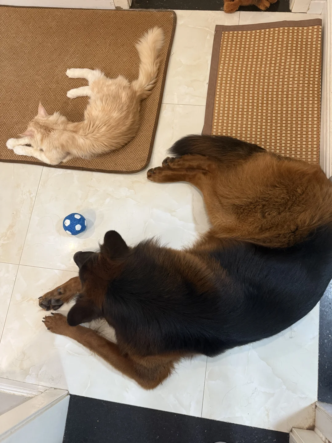 猫朋狗友