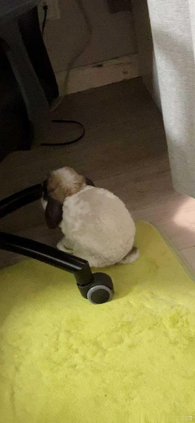 14071🐇【掌上】明珠（刚剃完毛时候） 