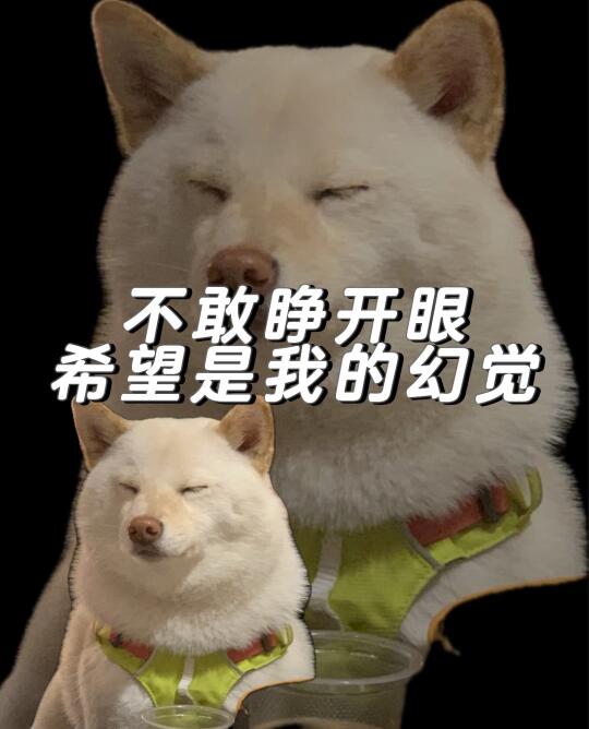 小狗表情包一则