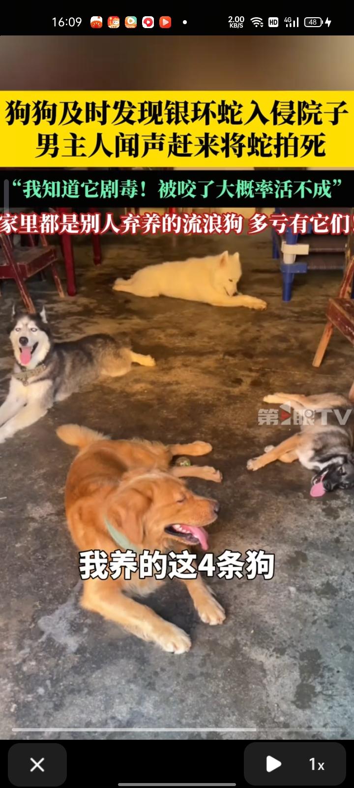 9月9日，景德镇乐平市。晚上狗子及时发现银环蛇入侵院子，主人看到后试图丢球转移狗