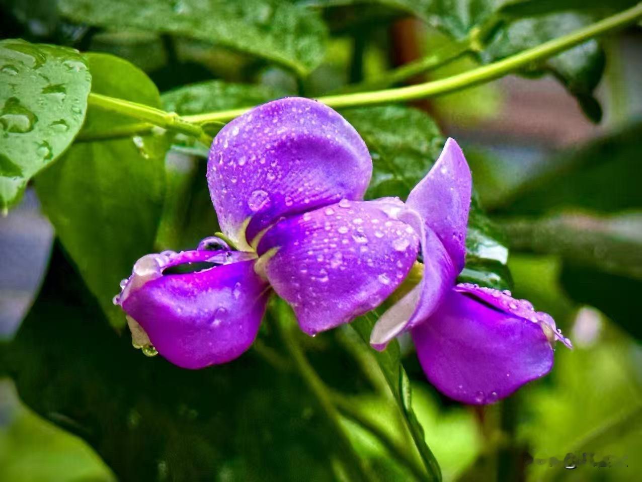 夏日的暴雨
         （原创）


似火的骄阳
把大地烤得冒起了烟
炙热