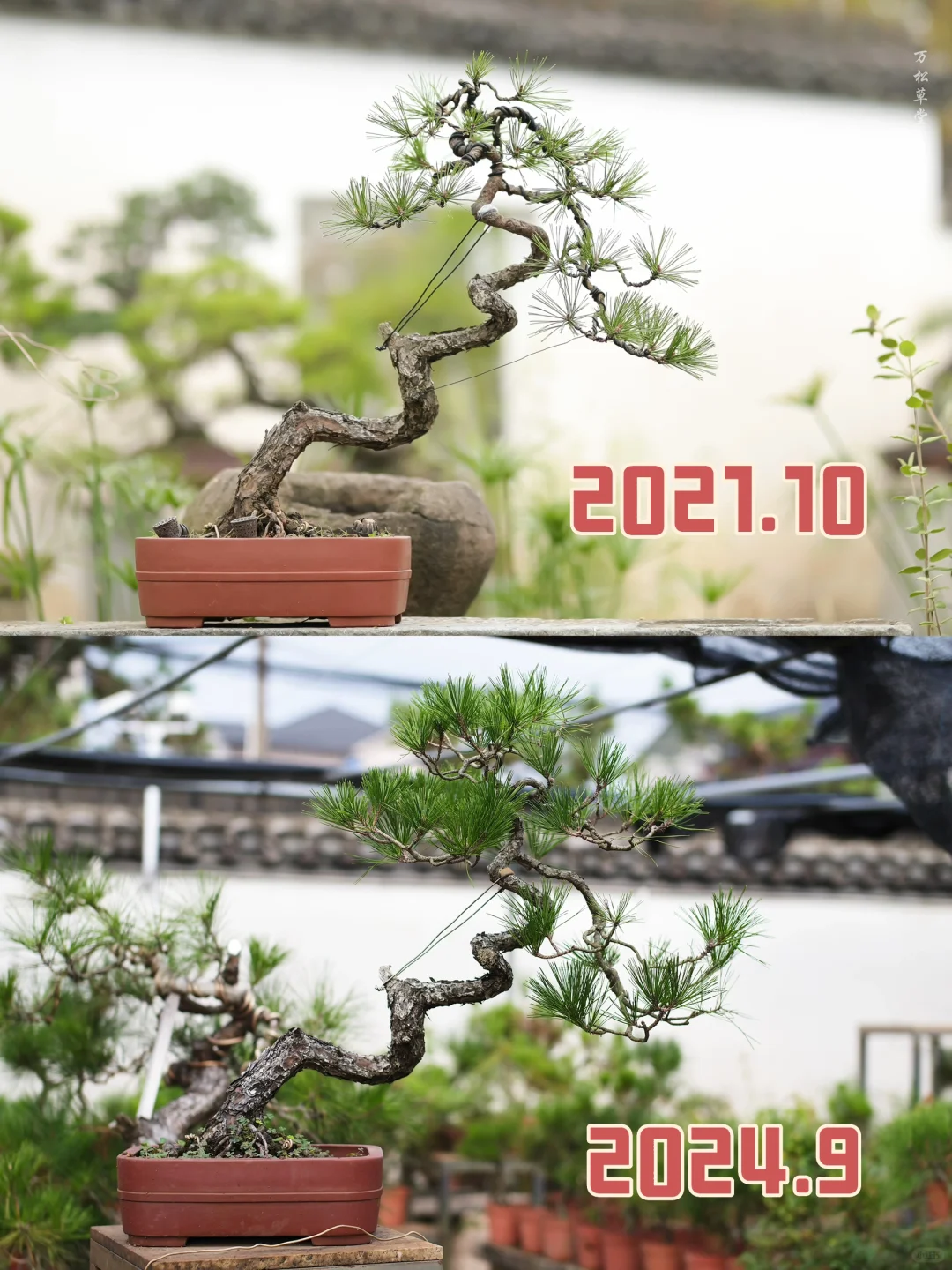 养了3年的寂寞～