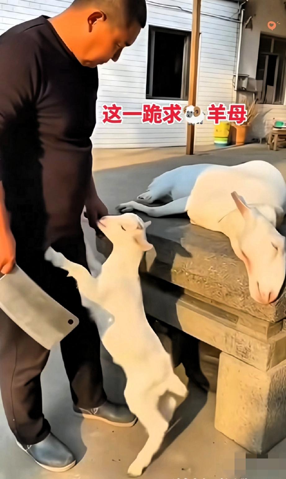 破防了！
小羊跪地救母，这一幕比任何过年团圆都让人泪目！
 
男子本想宰掉母羊过