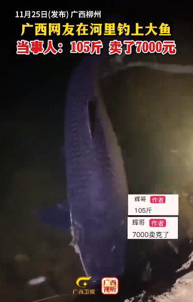 “卖亏了！”广西柳州，一男子去河边夜钓，谁知却钓出一条105斤的大鱼，男子转身就