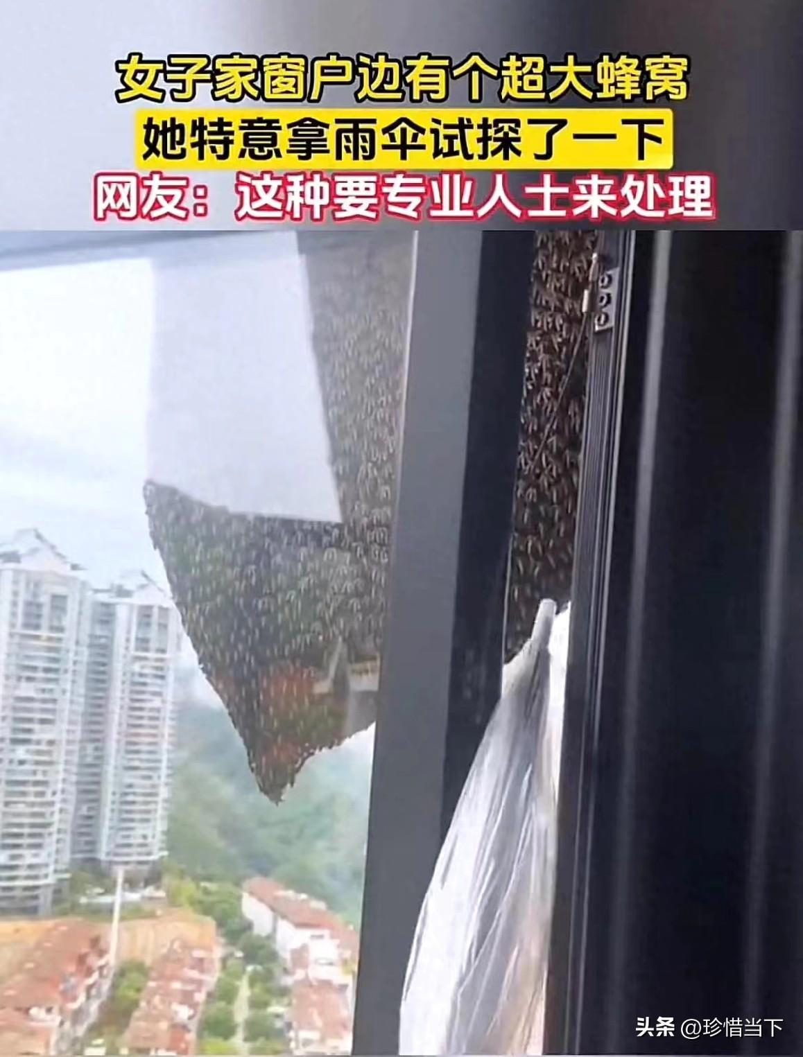 3月10日，有女子家中窗户边出现超大蜂窝，着实危险。发现蜂窝后，千万别好奇试探，