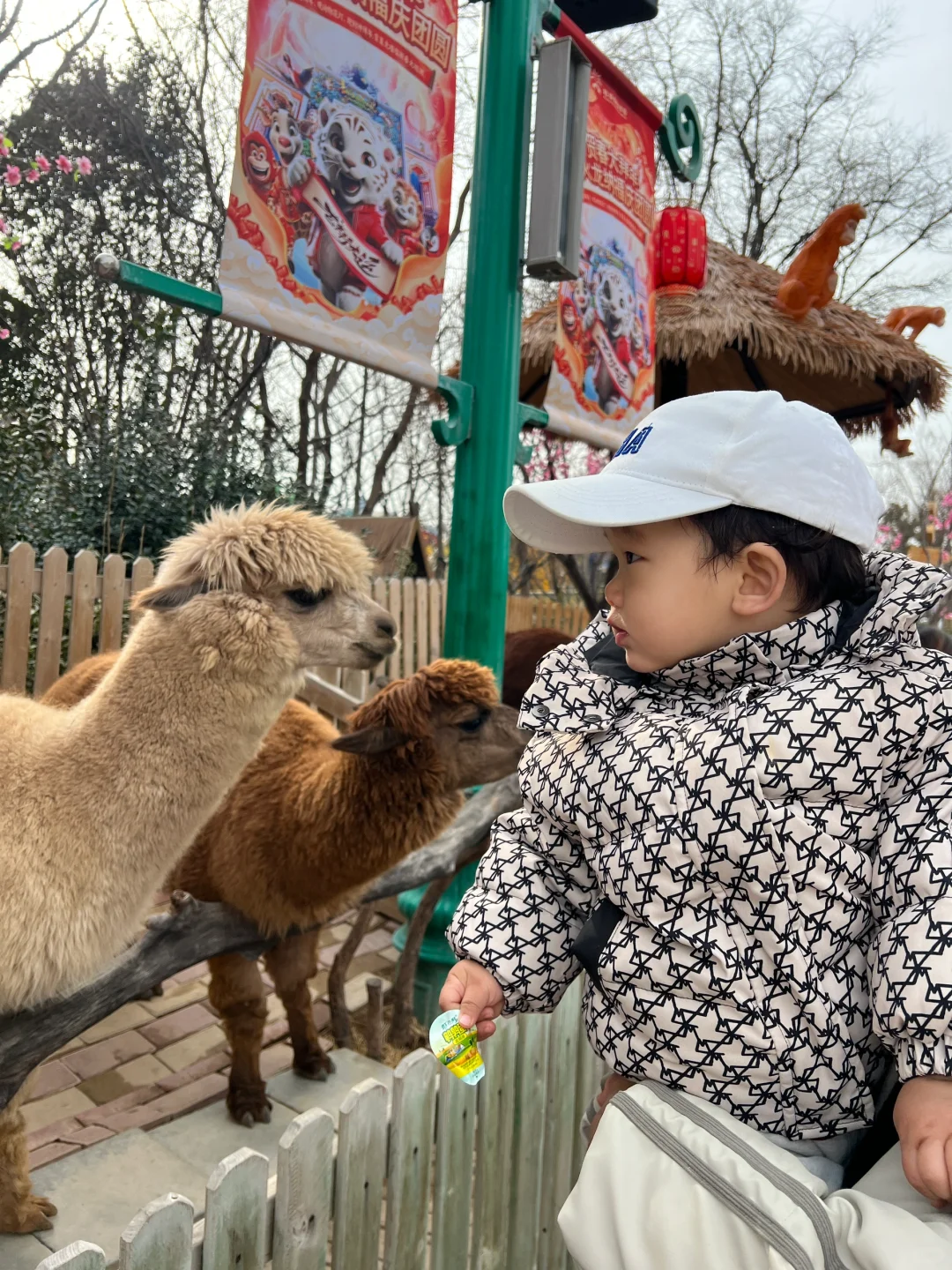 🦙😎