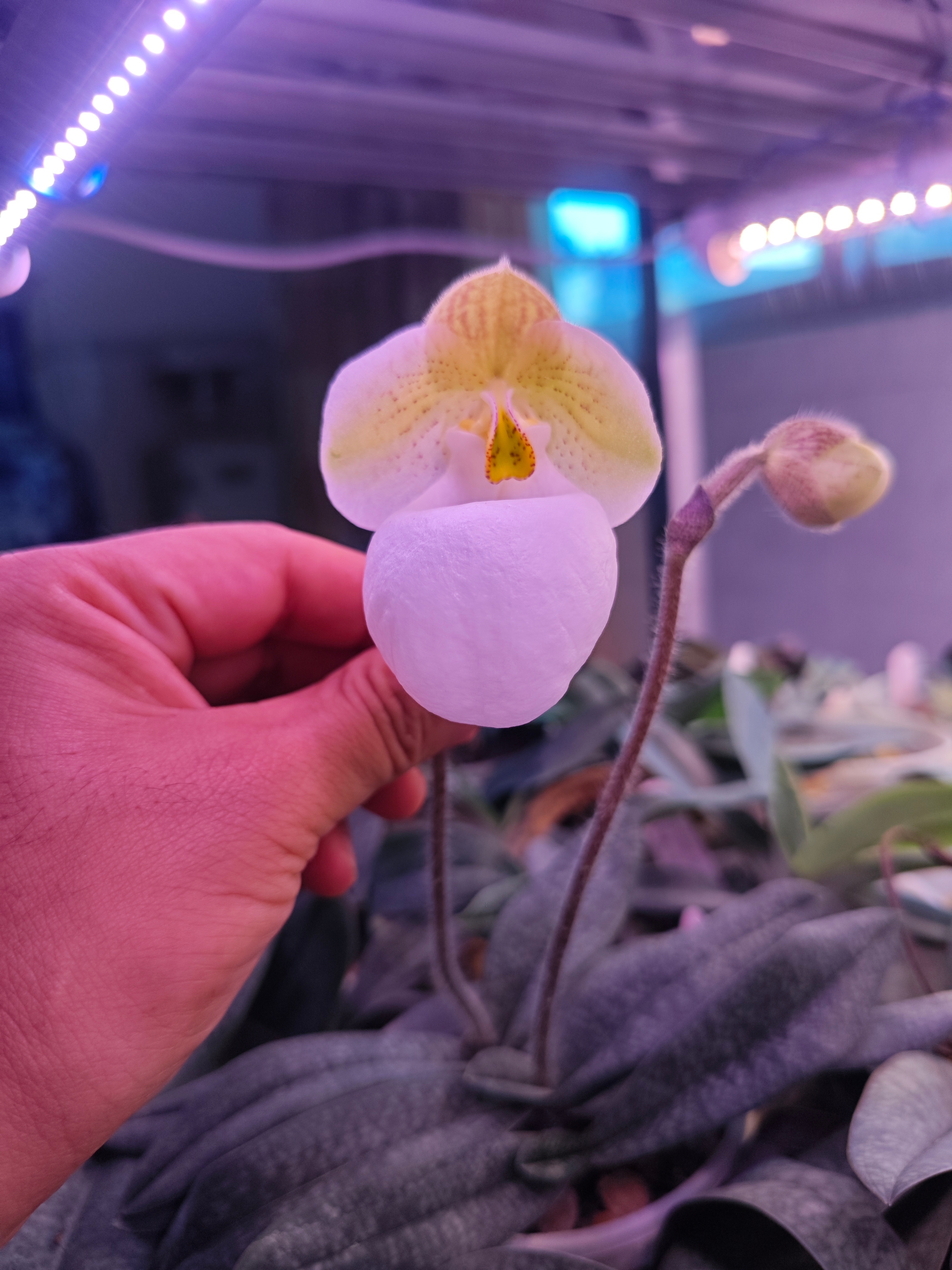 Paph.micranthum var.eburneum（广西玉女兜兰，黄绿沙纹