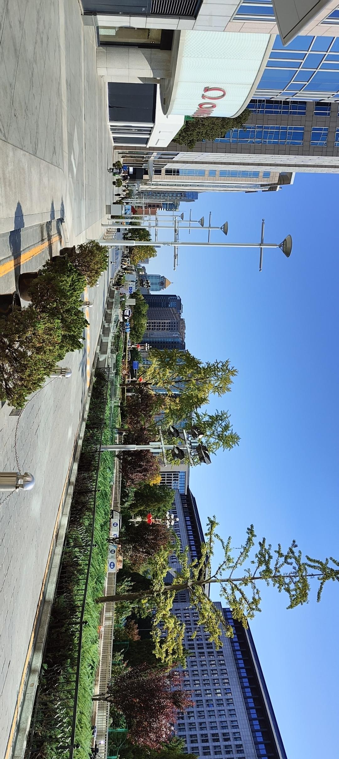 阳光洒满的都市街道，绿树成荫，繁华与自然交织。