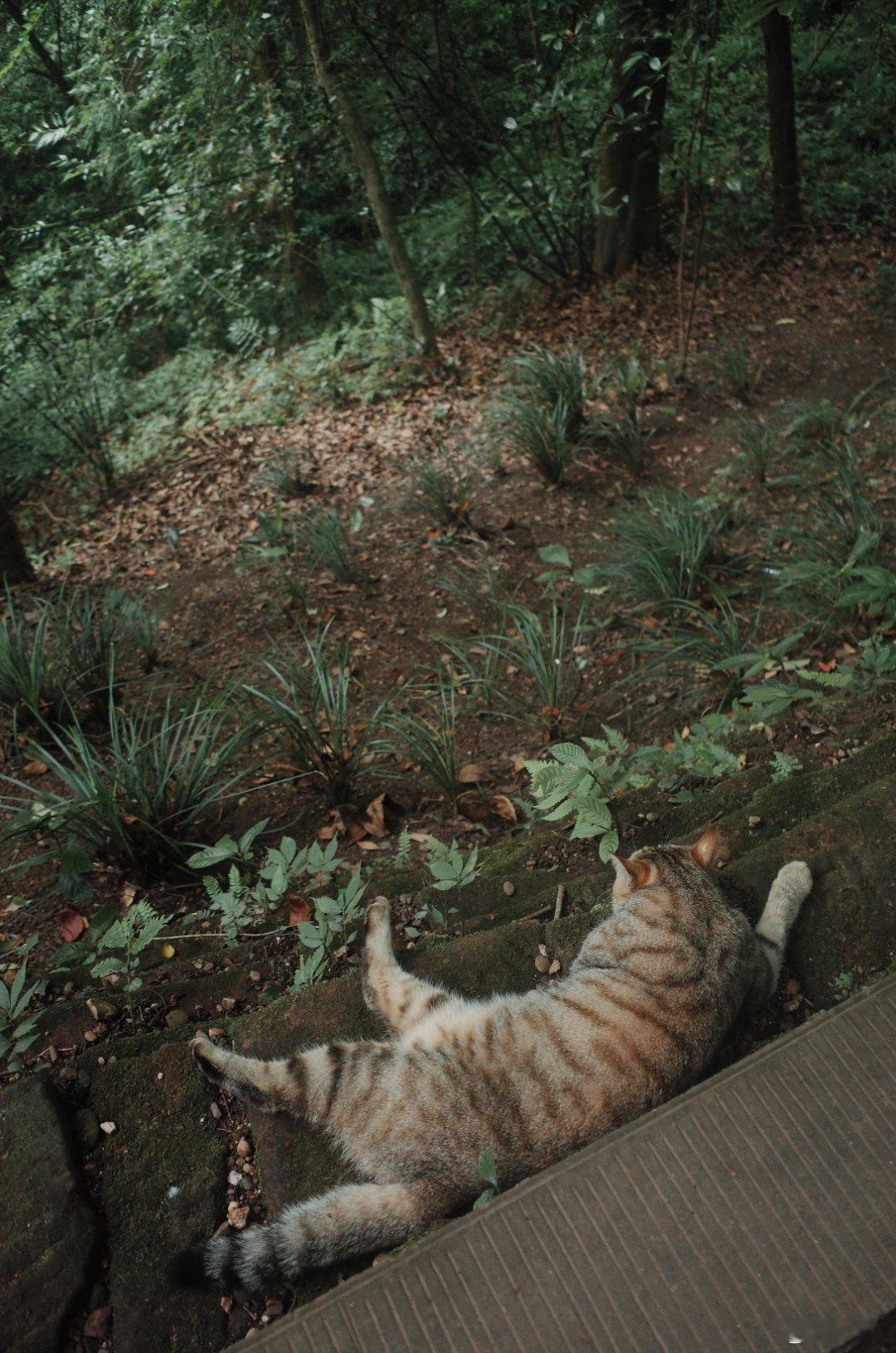 青城山上一只猫 呔！道「猫」岸然 🐱 都江堰·青城山景区