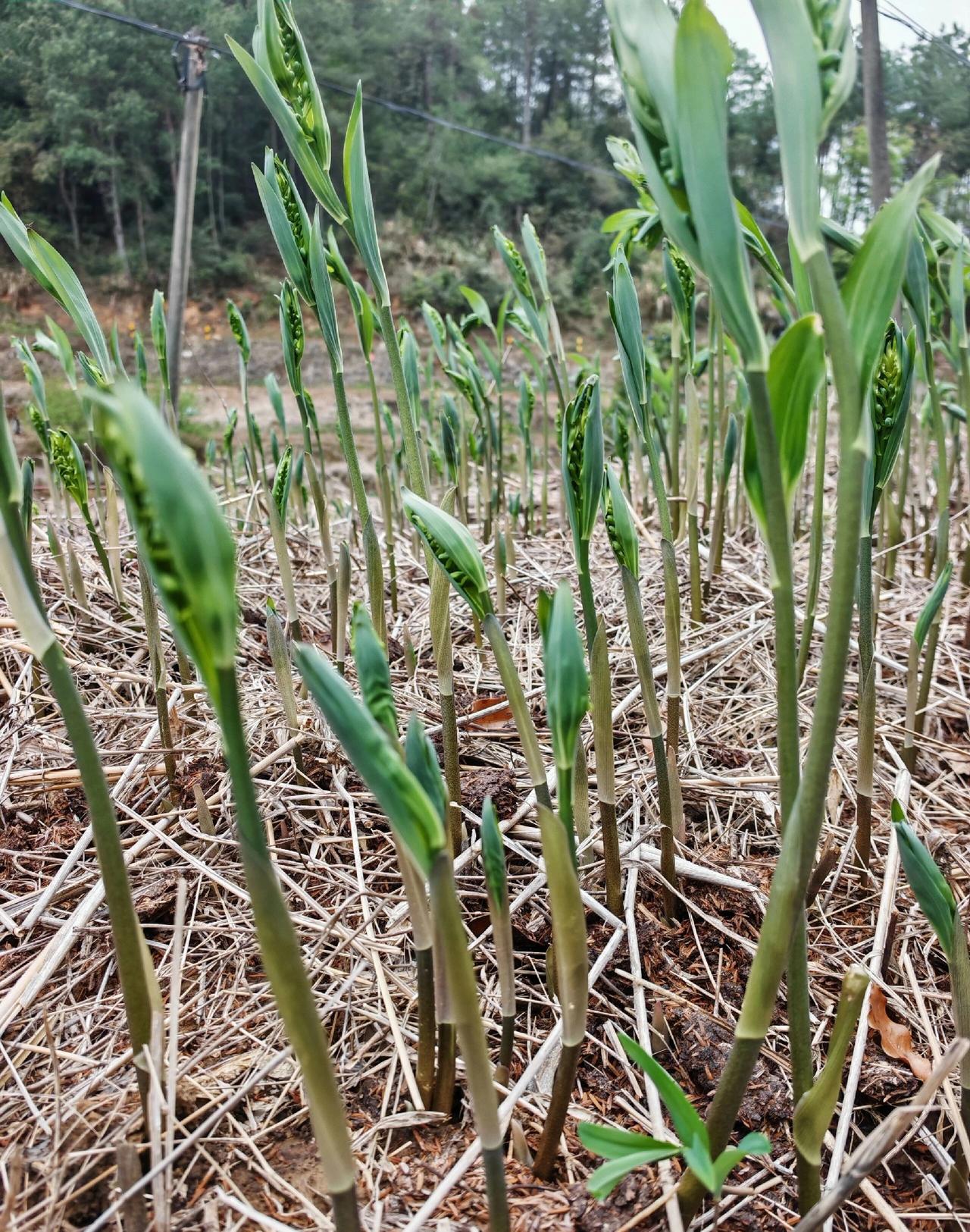 不是我吹，这东西90%的人不认识。