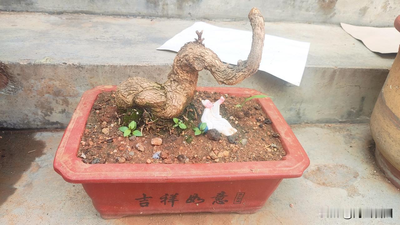 枯桩藏风骨，静待新芽来
 历经岁月的老桩，苍劲扭曲，虽暂时无繁叶，却自带一股古朴
