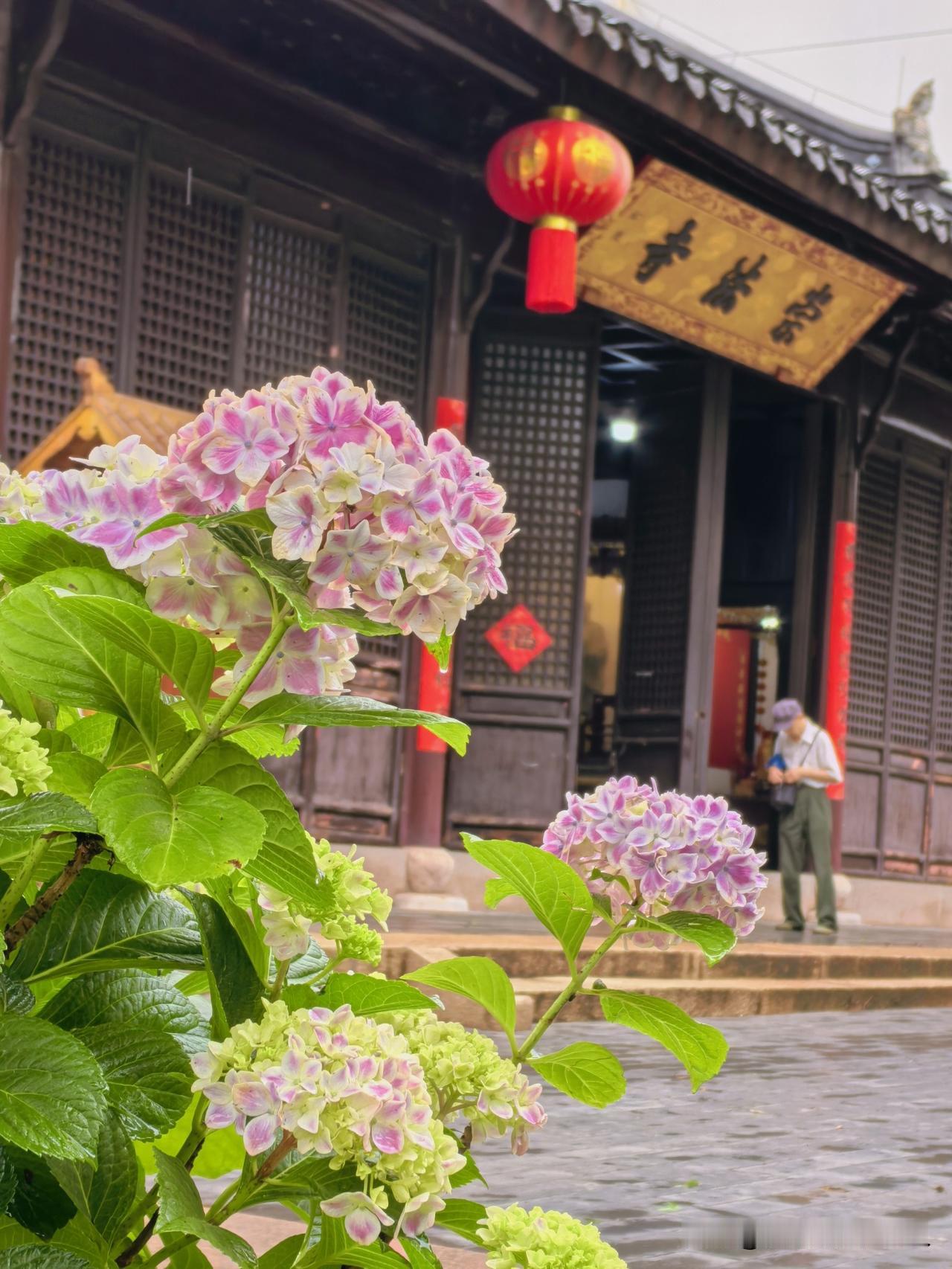 刚入园门先见意，
季子亭侧绣球花。
人说江南风景好，
浅夏雨后晨风凉。
常州