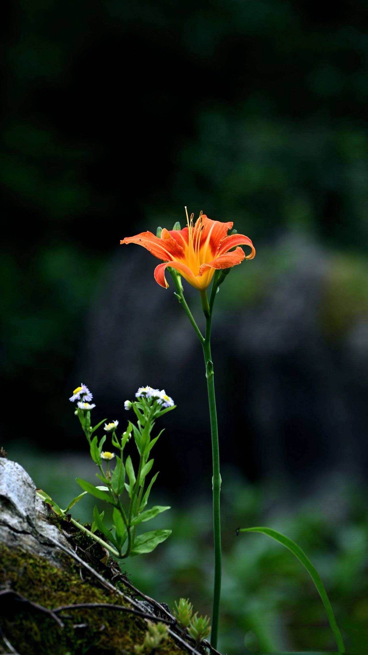 暗夜邂逅忘忧草……
