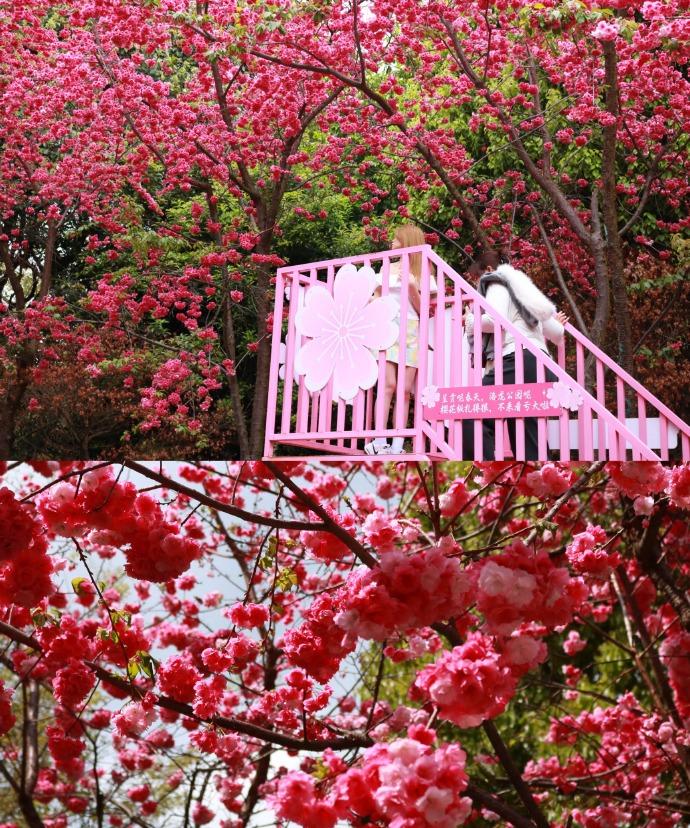哇，今天昆明洛龙公园的天气简直太棒啦！️微风不燥，阳光正好，赶紧出来溜溜弯、透透