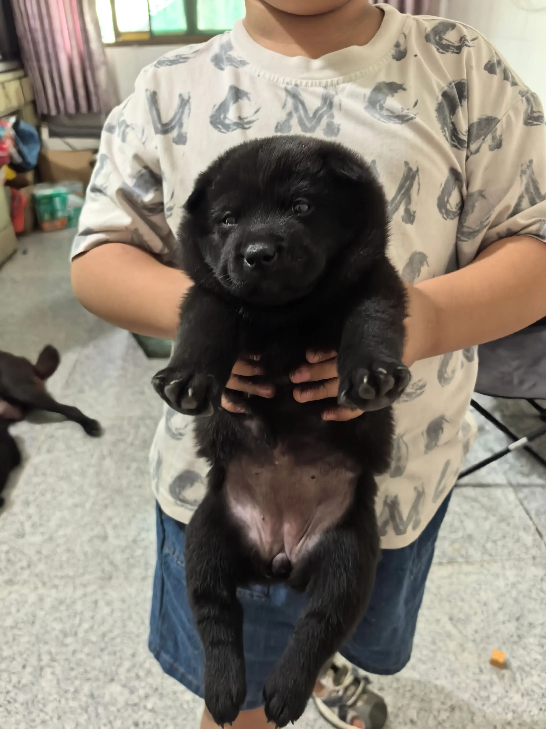 中华田园犬 五黑犬幼崽