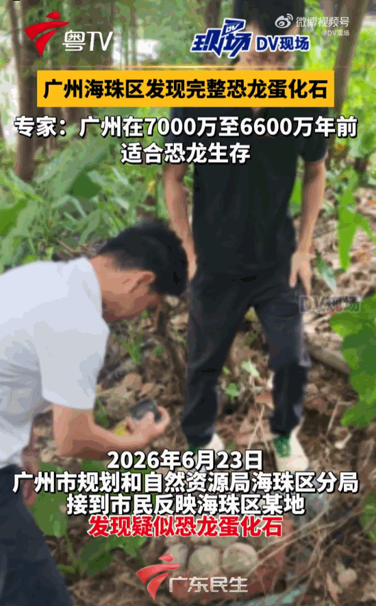 这才是天选之人！广州海珠区繁华市中心，闹市中竟然藏着罕见远古恐龙蛋化石！一名市民