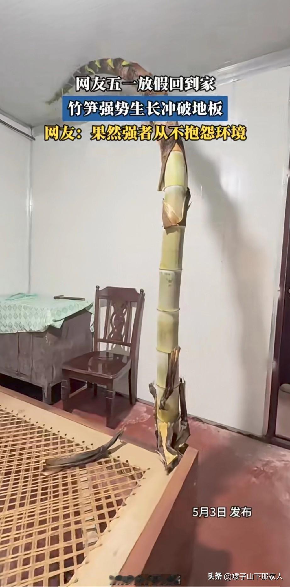 小时候，我们学过一篇课文，叫做种子的力！！