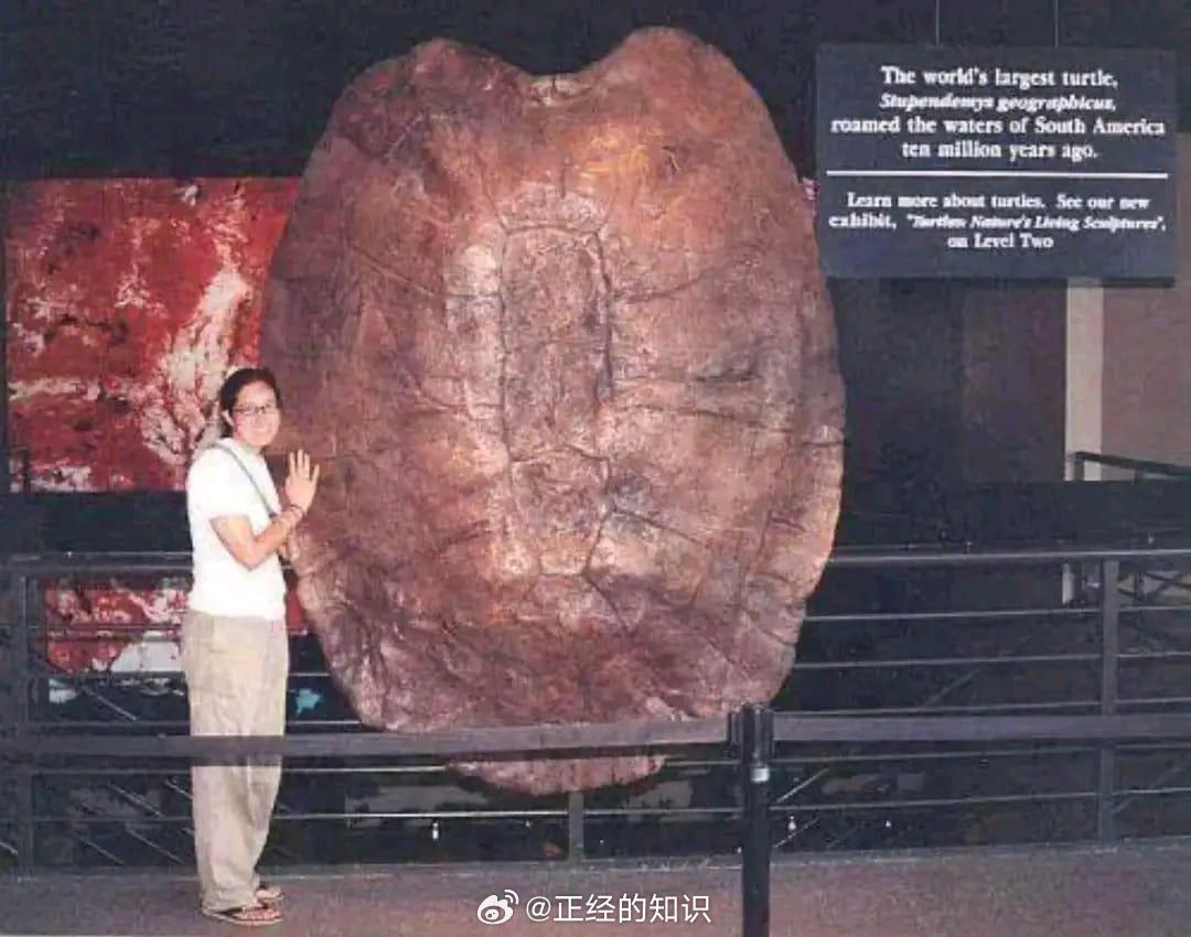 一千万年前，这种巨龟能一口吃掉人类。这种生存在一千万年前南美洲的世界上最大的龟类