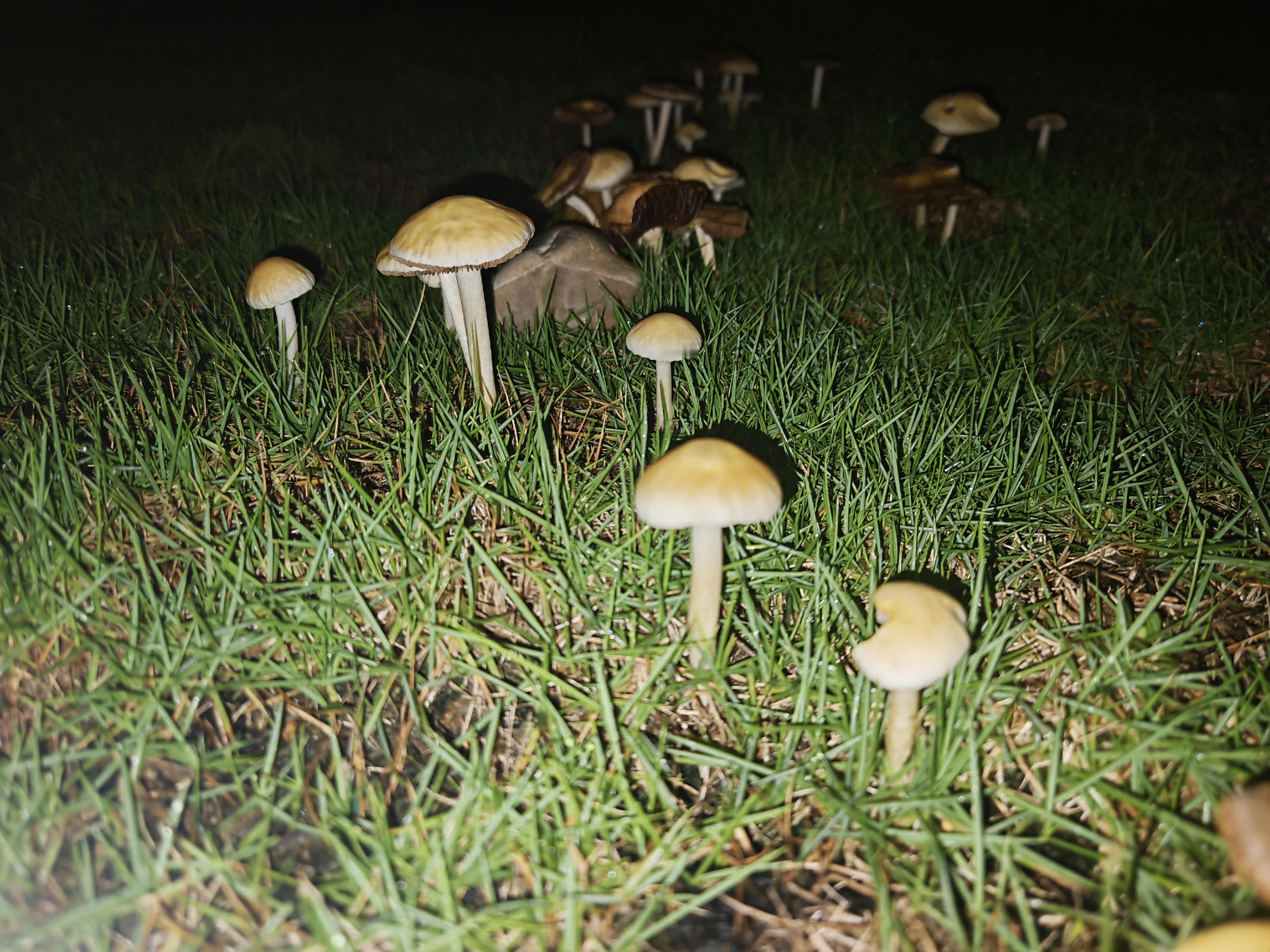 快上车吧[超话] 有人认识这个小蘑菇嘛公园里冒出来好多​​​