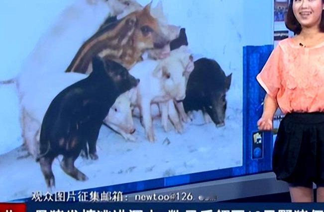 2014年，湖北一头母猪突然窜入深山老林，数月后竟带着13头小猪崽归来，令人震惊