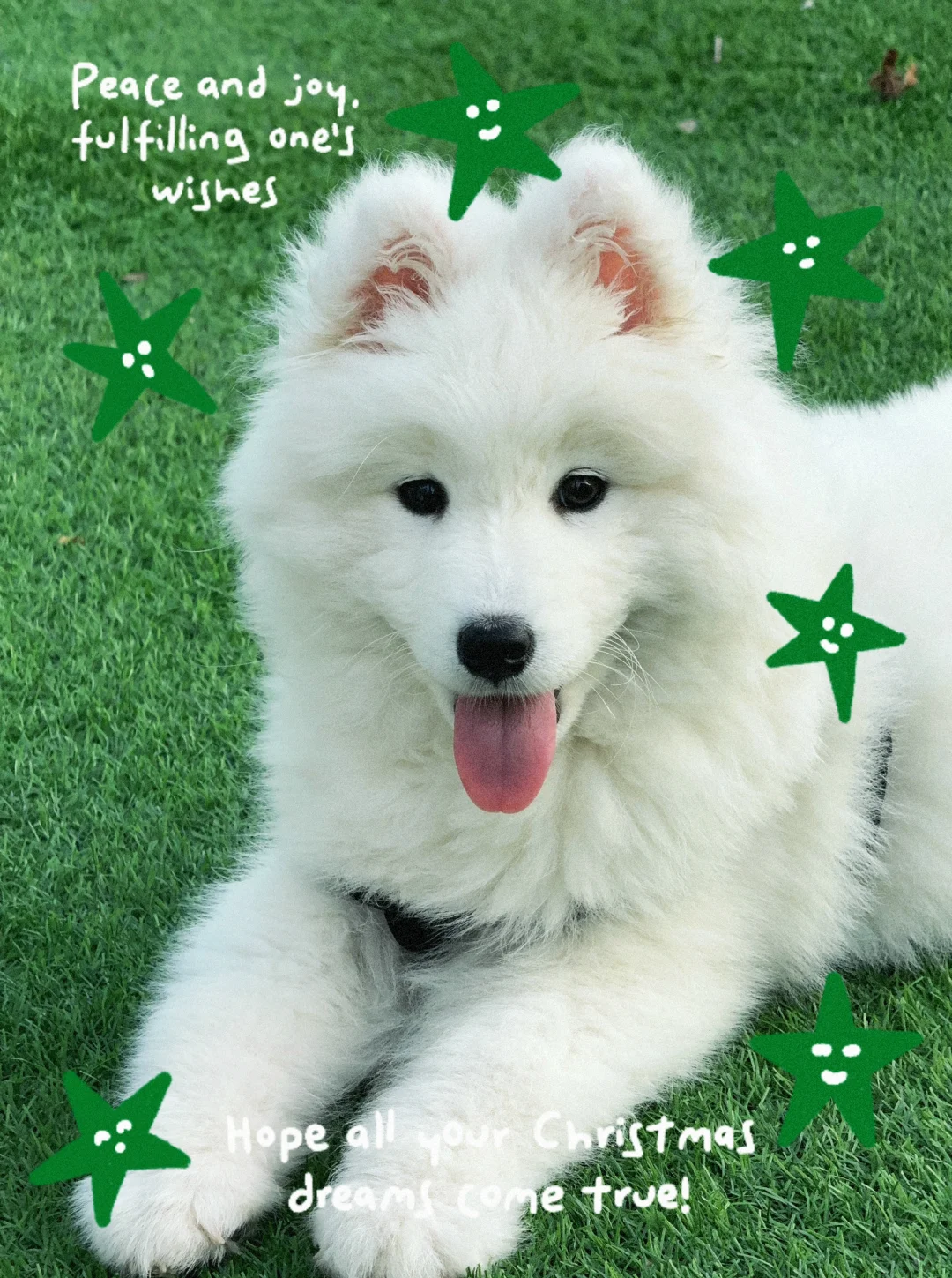 姨姨们 可以祝我圣诞快乐吗？🎄🎄🎄🎄🎄