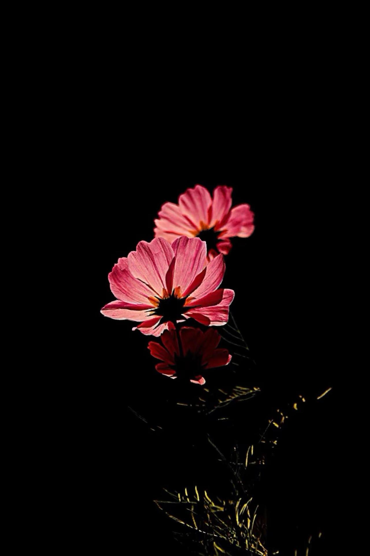 暮色格桑花。花与光影的浪漫