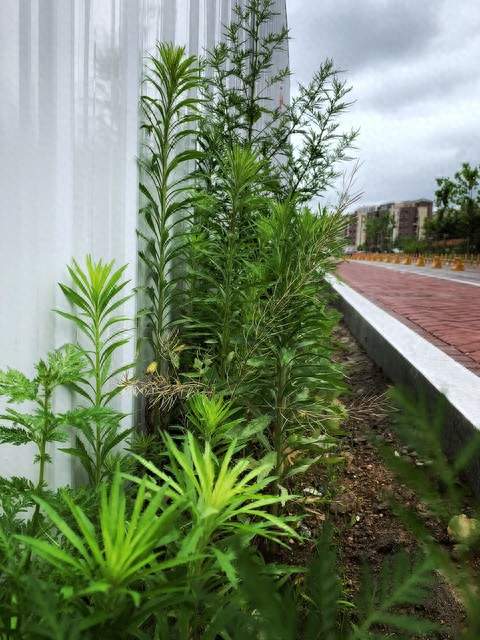 路边这种植物见到立刻报警冲上热搜