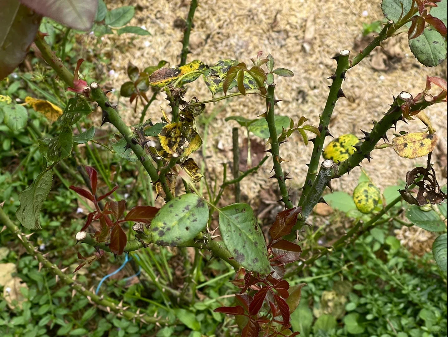 玫昂枫丹秋花