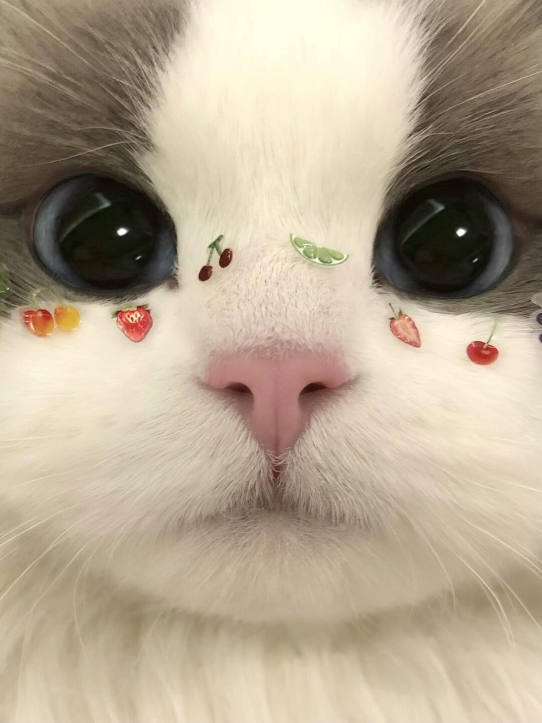 水果小猫我吃吃吃
