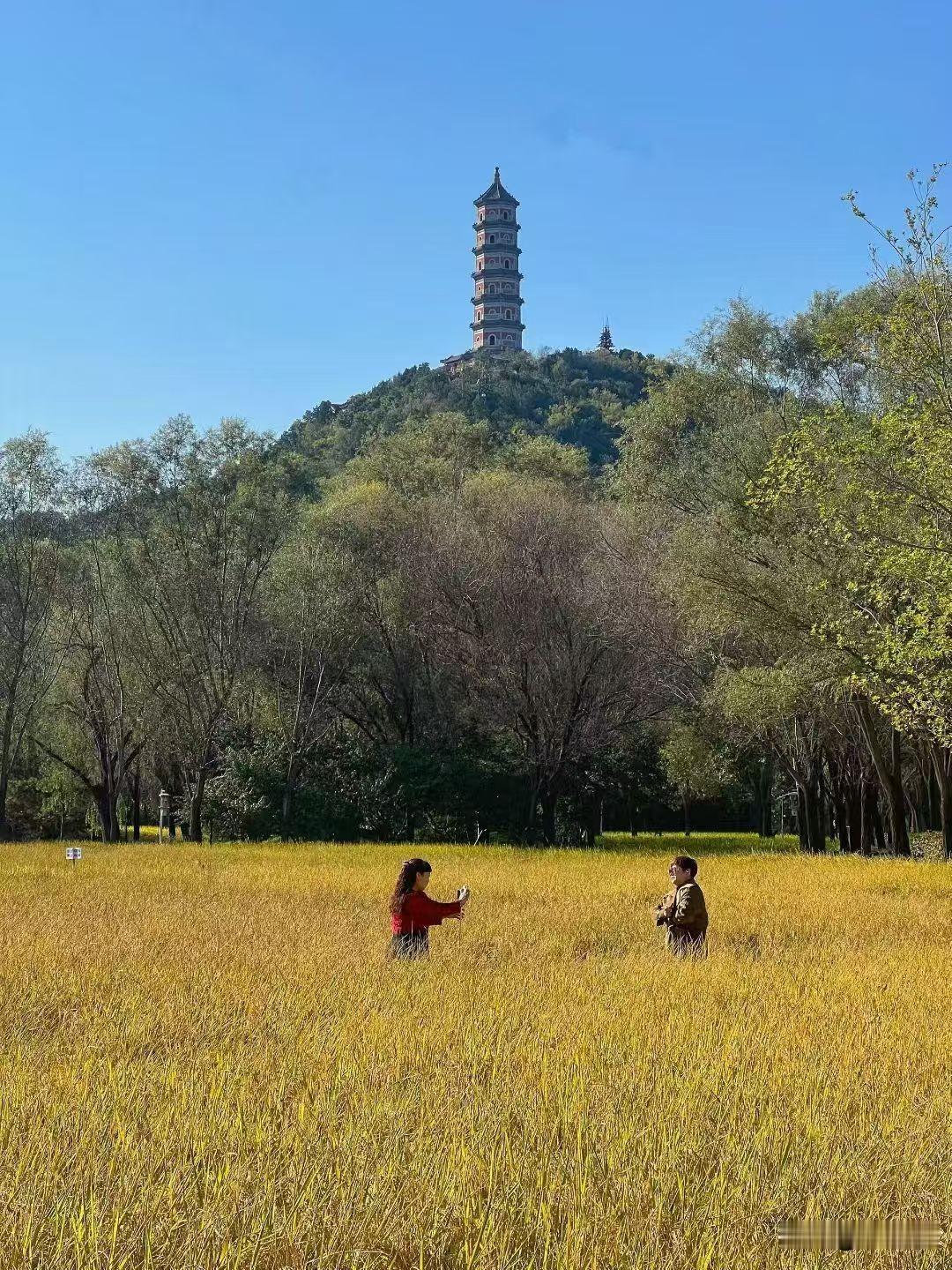 今天我的朋友阿美跟我分享非常实用资讯：先农坛每年会举办两次收割活动 夏收和秋收 