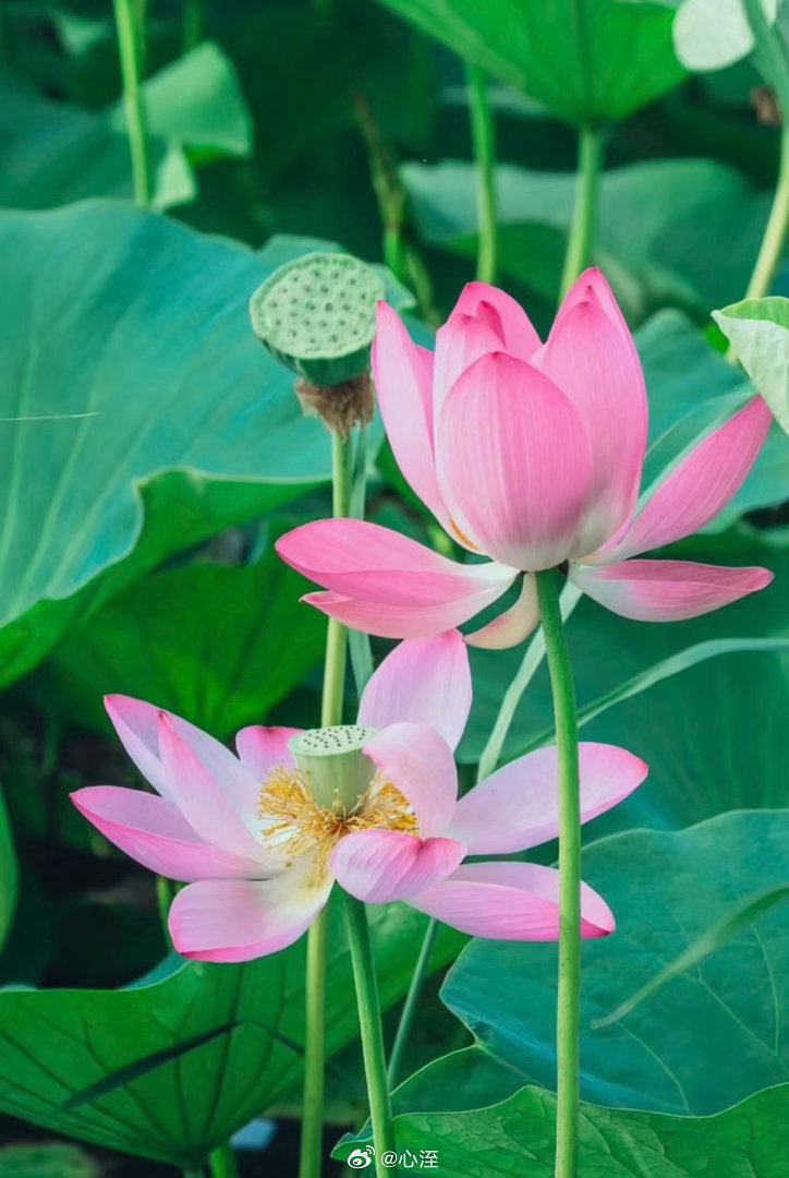 荷花种植方法一、选购荷花种子或幼苗，可选择已经培育好的幼苗或工程上常用的主藕繁殖