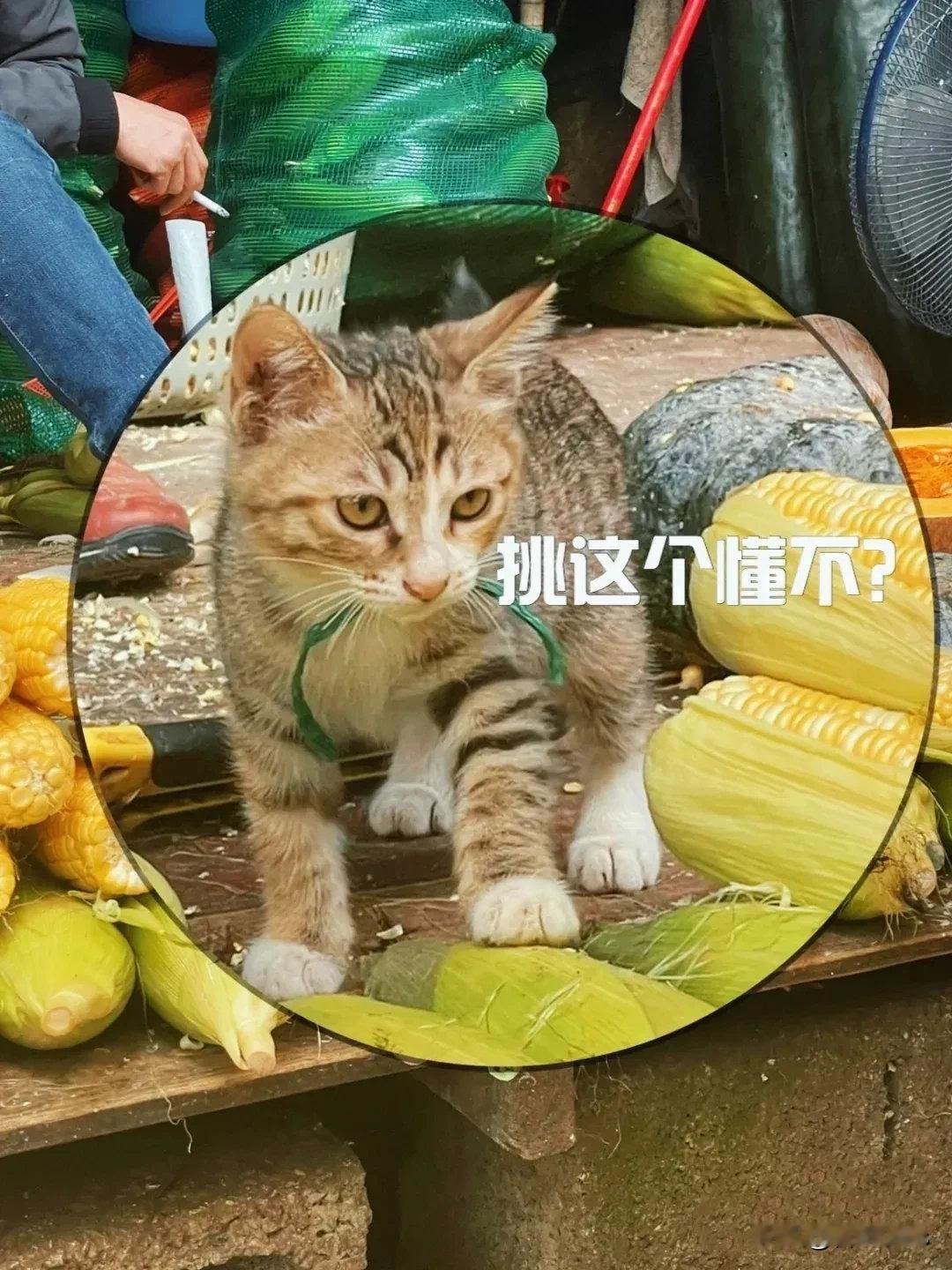 猫老板说它卖菜不卖身主人走哪它跟哪儿超级乖巧～