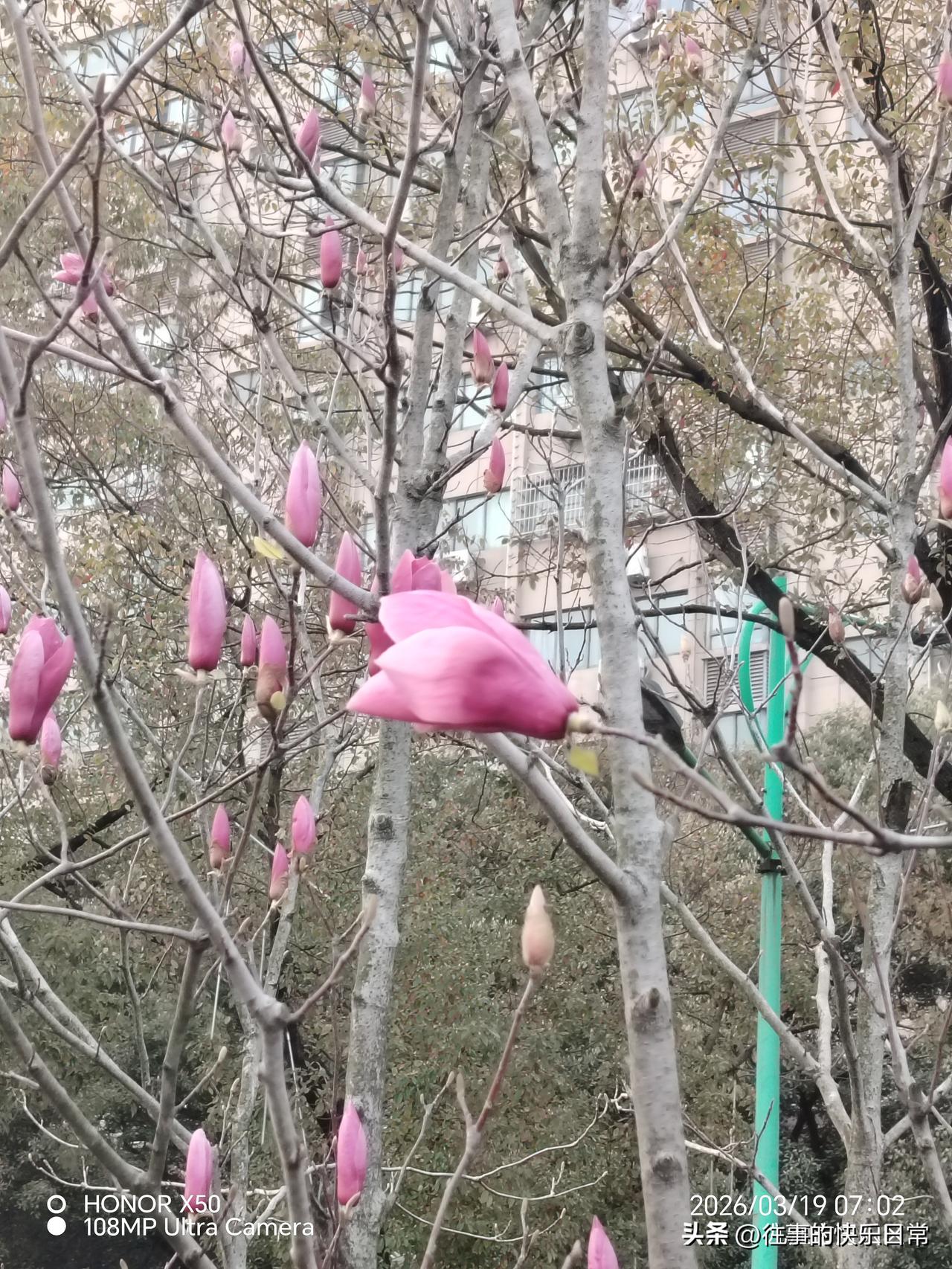 日本是否会成为亚洲新的战争策源地会成为亚洲新的战争策源地