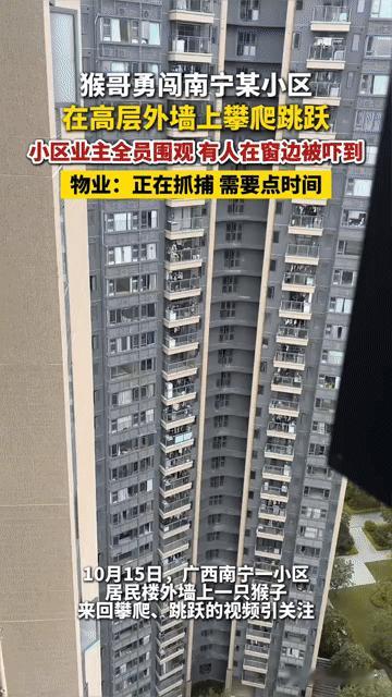 南宁小区惊现“猴哥”爬高楼，业主围观直呼刺激，物业：抓它得费点功夫
 
你能想象