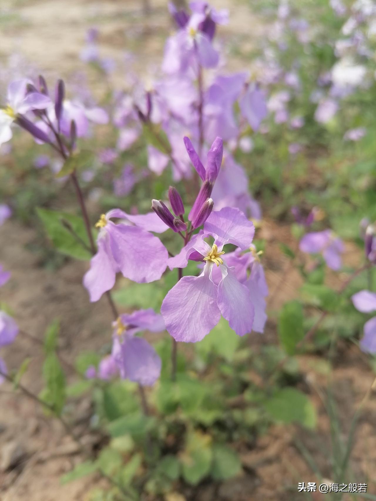 不过，为了小家庭的和睦，谁都不会轻易为了彩礼撕破脸。一旦涉及法律层面了，基本上婚