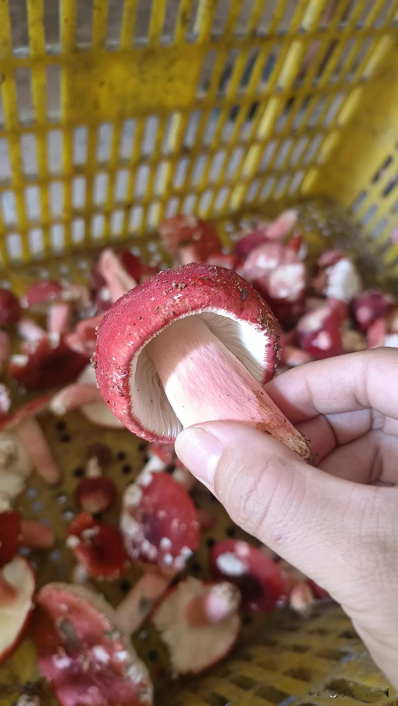 红椎菌，你知道收购新鲜的红椎菌多少钱？
