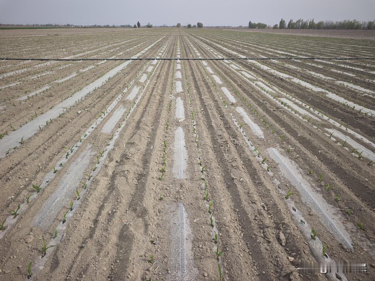 春日生活打卡季 整齐的农田，小苗正在生长。玉米出土。