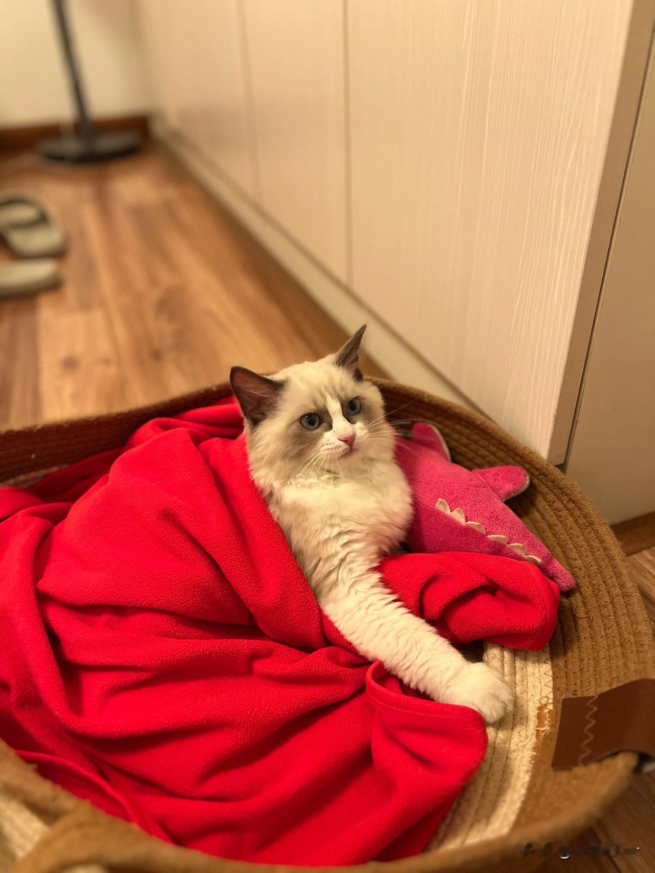 第一次养猫 问问：猫子睡觉需要盖毯子吗？