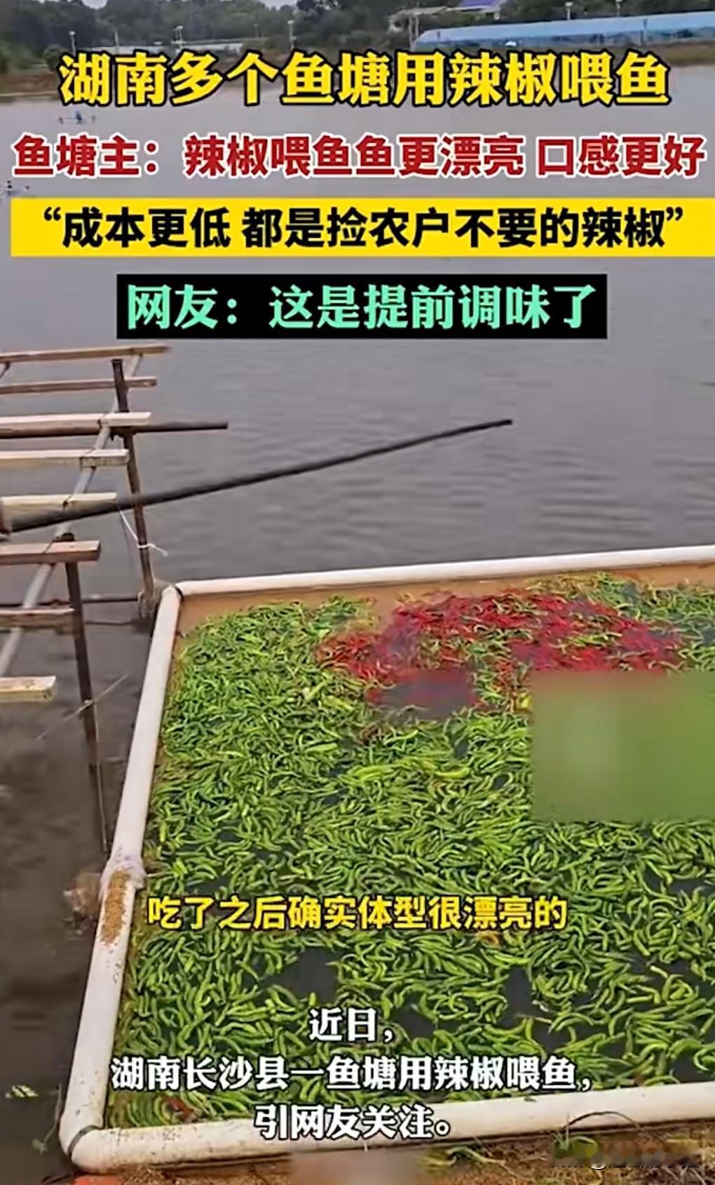 如果不是在网上亲眼所见，我是万万不敢相信，竟然有人用辣椒喂鱼。
11月7日在网上