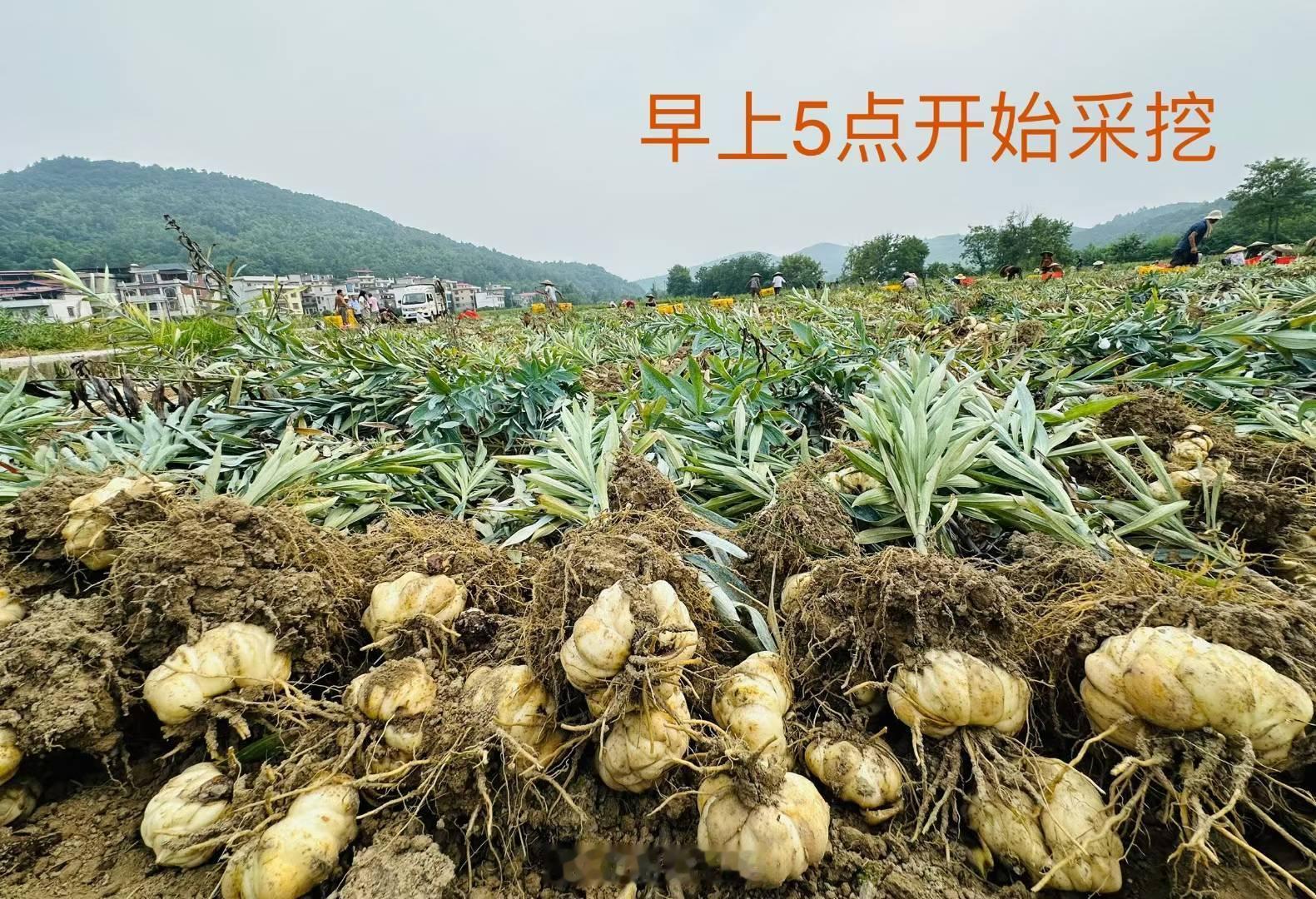 虽然做三农达人6年多了，但底子还是纪录片导演，毕竟曾经做导演的时间要长很多。因为