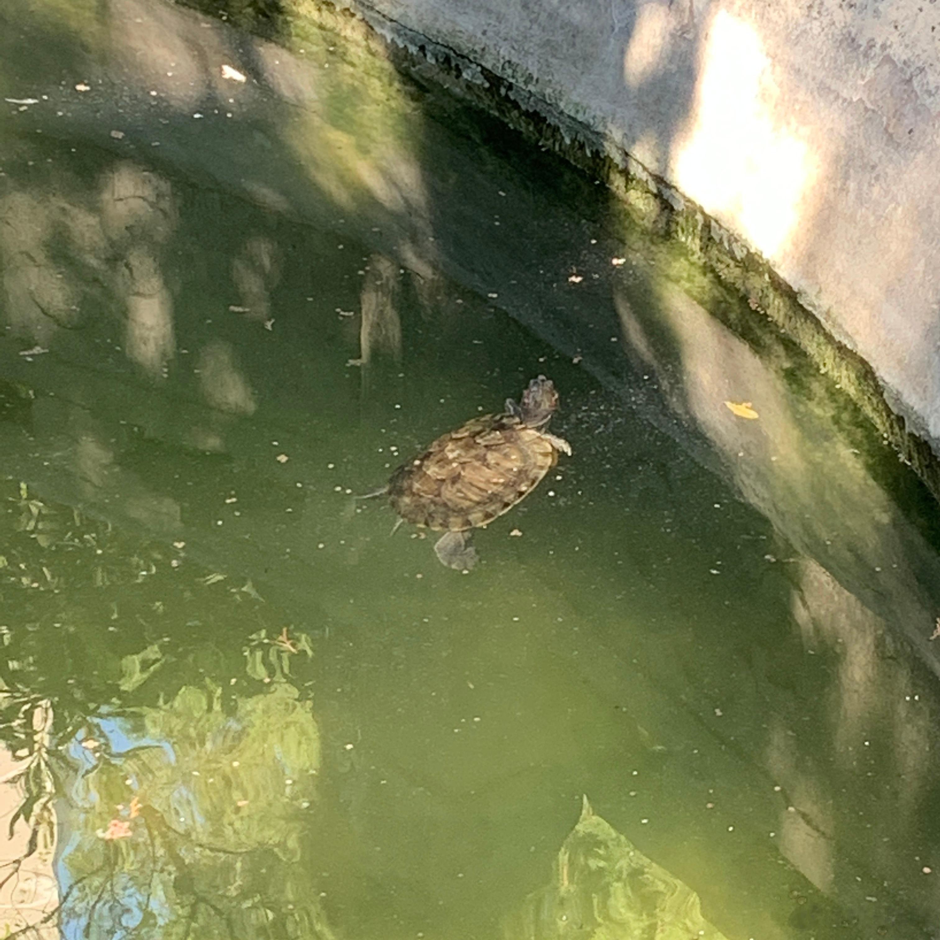说多错多想当一只摆烂🐢 ​​​