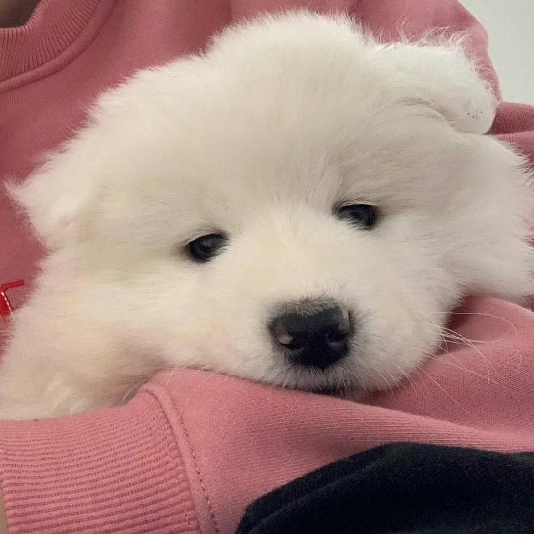 存一些可爱头像 