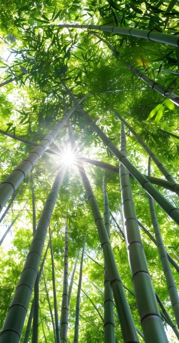 权力必须被关笼
很多社会问题，表面看是腐败、失衡、效率低下，但往深处看，根源往往