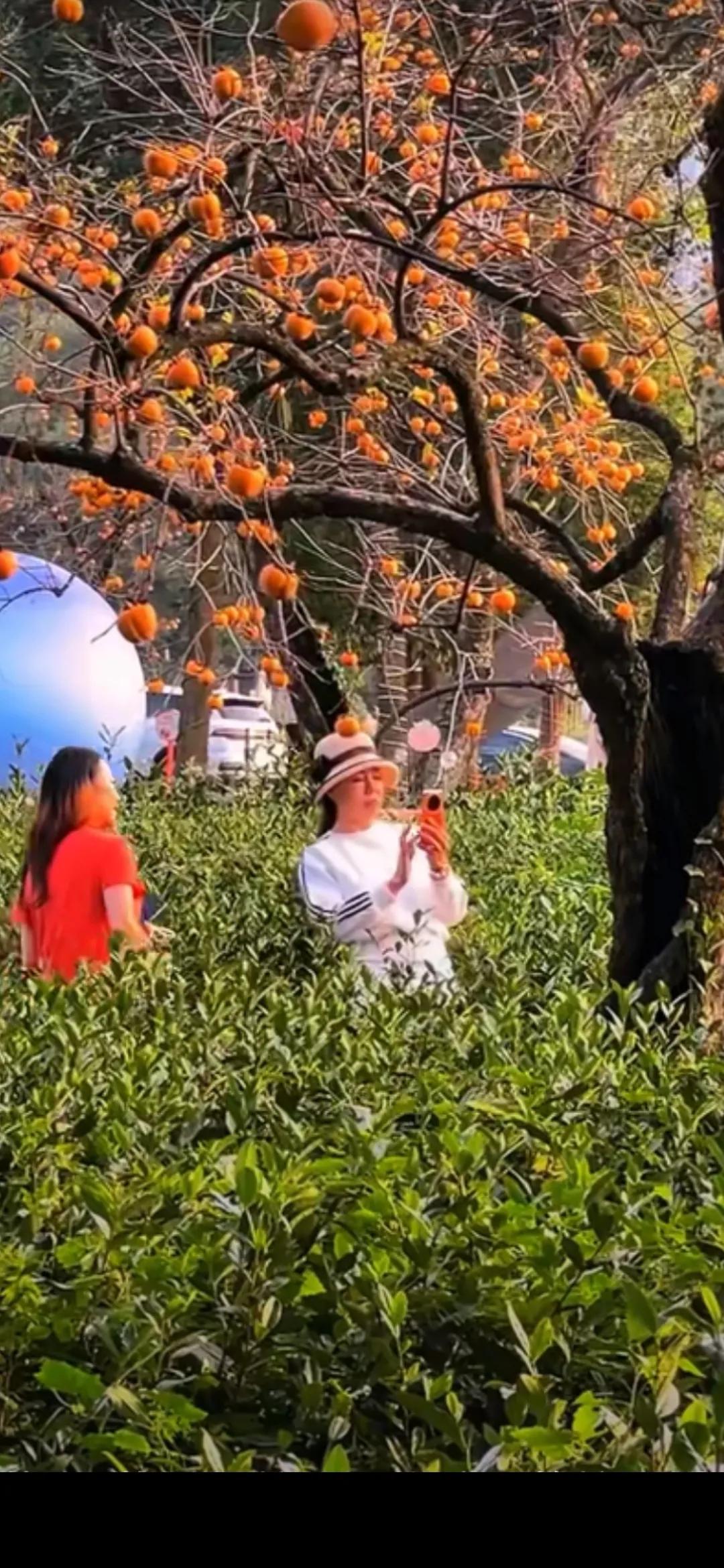 柿子树下留个影