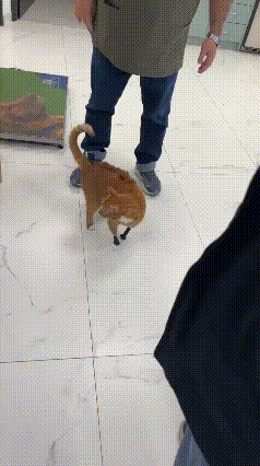 海盗船长橘猫，又让人心疼又觉得幸运🐱
 
这只橘猫被大家叫做海盗船长。三只爪子