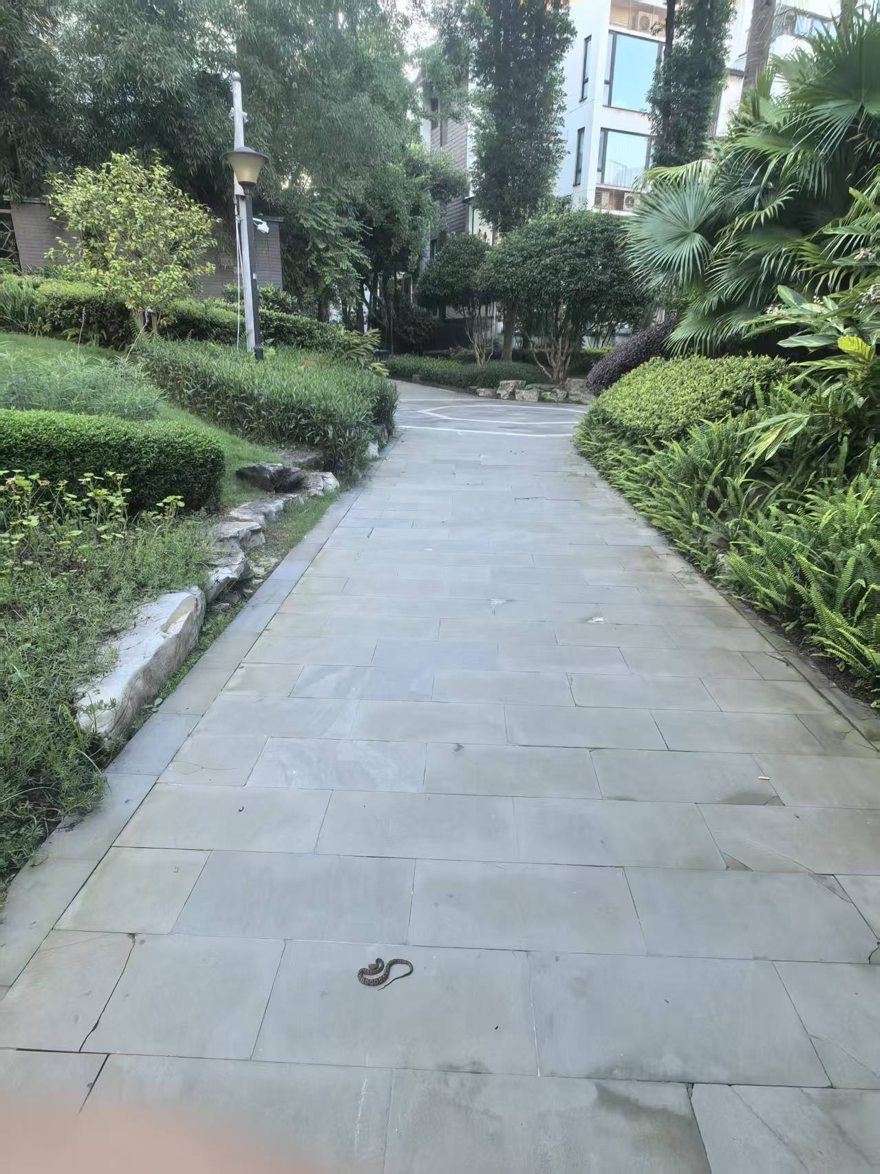 同事刚发我的，说他们小区发现蛇了，我本来还以为是菜花蛇这种用来加菜的NPC，放大
