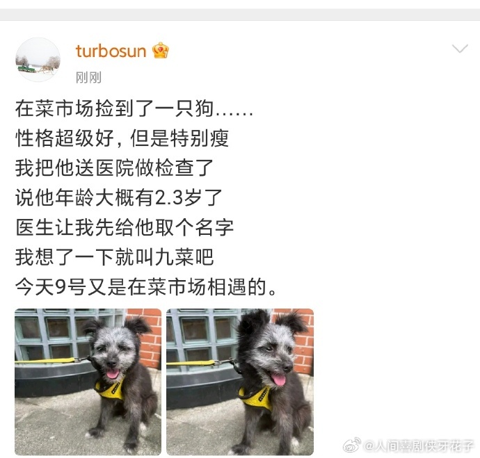 孙俪捡的流浪狗孙俪起名2.3 岁流浪狗遇孙俪获新生，“九菜” 之名藏相遇密码，暖