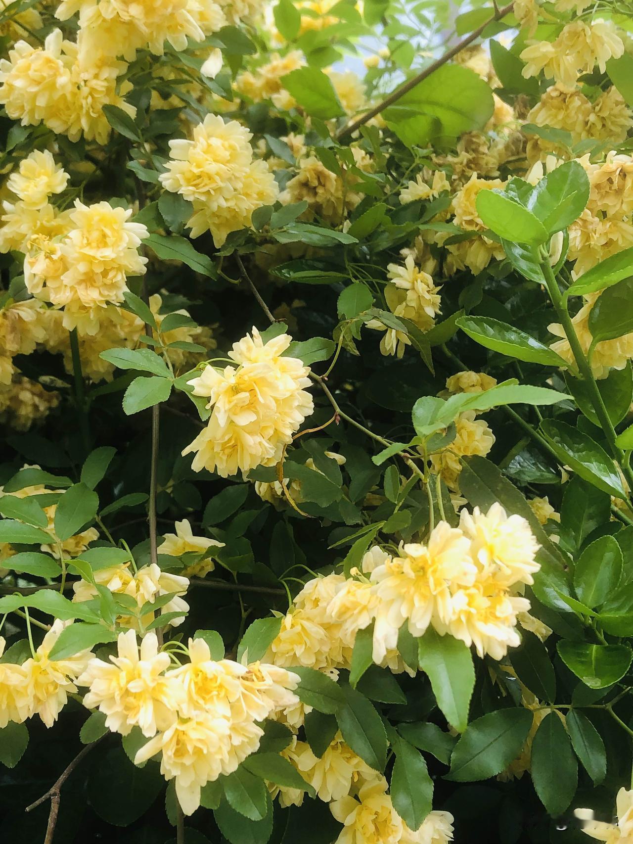 晒晒随手拍的花随手拍的黄木香花期快收尾啦，前几天还热热闹闹的满墙金黄，现在开始慢